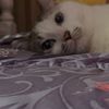 silly_72781