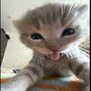 mahmoud_stvg