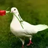 nn1_v