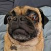 iampugdog