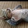 abdul.rohman9625