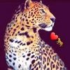 chit.ana8