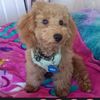 maxmanagerpoodlelife