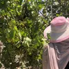 basma..ihsan