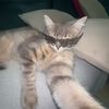 ahamed_140