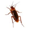 cucaracha.venezuela