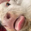 callumbrady_1