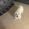 benjiballs30
