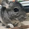 chinathechin