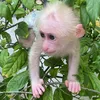 BaBy Monkey NaNa
