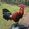 joki_maut1