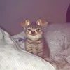 lovemisie4