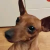 kapi_koxe