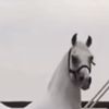 nmmq_20