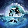 orca0134