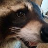 crazycoons70