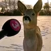 lixnikk