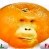 mej_mehdi11