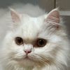 meowmeowlaila888