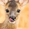 hihiiiuanhhong
