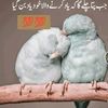 iloveyouz1825