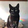 purr1955