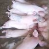 farming2063
