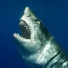 sharkboy20100