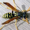 wasp_attack1