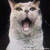 onecat4peace