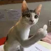 nheo.t