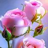 user42819732657175