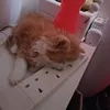 ttlapworthsmart0