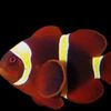 goldclownfish32