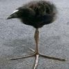 the_zig_zag_bog_x_dead
