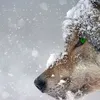 ware.wolf4