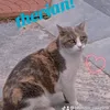 blossom_pawz919