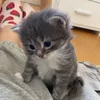 SploinkyBadoinky