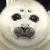seal_god