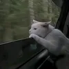 hellu_281