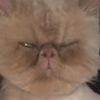 chatel.el.gato