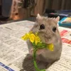 daisyyy888444
