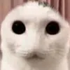 ahmadhkem6