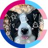 mace_the_dawg