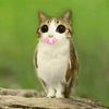 babymeowl408