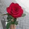 mischa12347