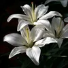 tr_phuong0
