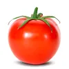 .tomato21
