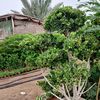 malik.shahid0990