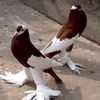 raja.jee783